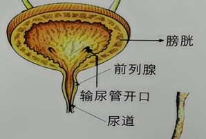 雅安結(jié)石病治療8