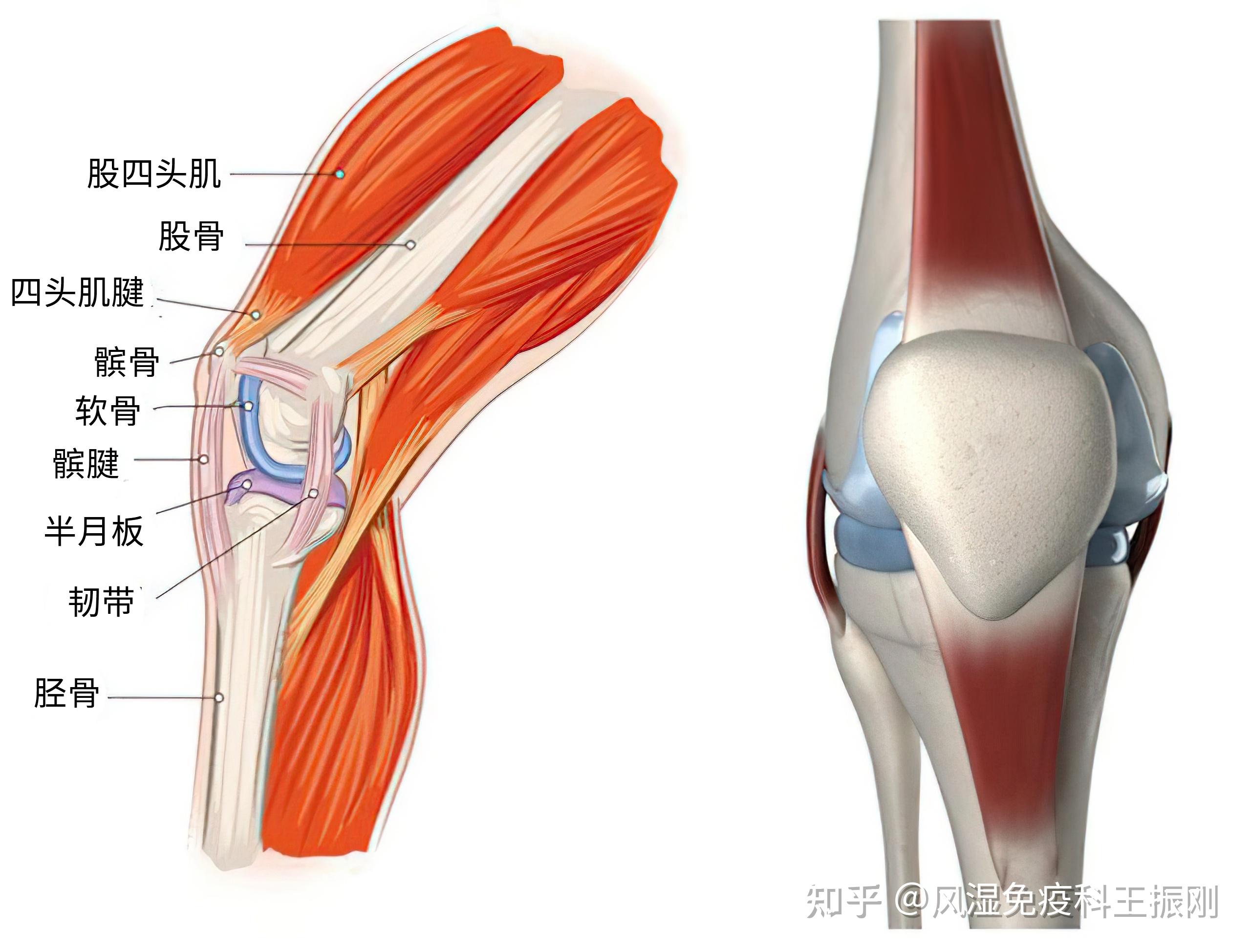 骨關(guān)節(jié)、肌腱和韌帶損傷