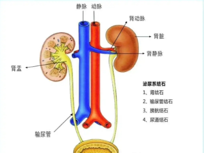 腎、膀胱等泌尿外科疾病